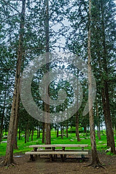 Trees and picnic table in the Kiryat Ata Forest