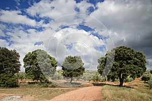 Trees in picturesque landscape