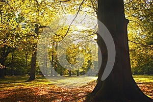 Trees in picturesque park photo