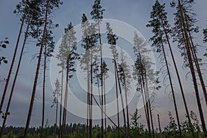 Trees in a pine forest