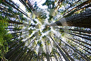 Trees in Pine Forest