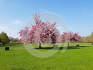 Trees with pink flowers in spring in Battersea park