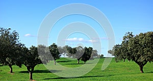 Trees in plain of Alentejo.