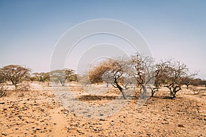 Trees in plains of Africa