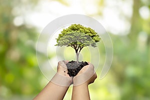 Trees are planted on the ground in human hands with natural green backgrounds, the concept of plant growth