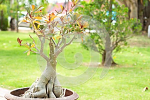 Trees planted in pots, public park