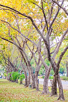 Trees planted in public park.