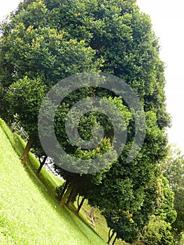 Trees planted in a row on a steep slope