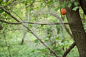 Trees and plants