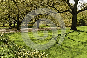 Trees, Plants, Botanical Garden, New York