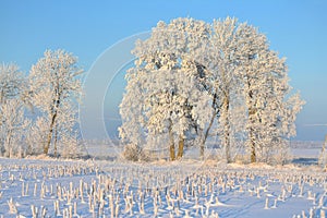 Trees and plants covered in snow . Lithuania winter