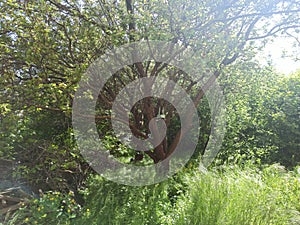 trees and plants at the dacha near Rostov-on-Don in the spring