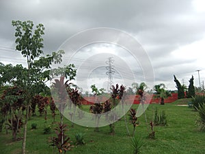 Trees, plants and grass. In the background, an electricity pole and wires. Cloudy sky.