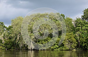 Trees and Plants Growing Along the Bayou