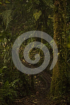 Trees and plants in the Monteverde Cloud forest, Costa Rica