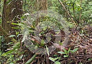 Trees and plants in the Monteverde Cloud Forest Reserve, Costa Rica