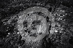 EARLY SPRING IN THE PARK