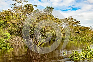 Arbustos a árboles inundado de acuerdo a Amazonas un rio. árboles reflexivo en el agua. costero vegetación mezclado Bosque sobre el Amazonas un rio brasil 