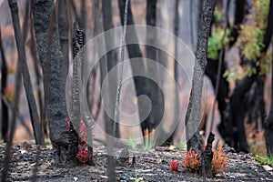 Trees and plants start to recover after bush fires in Australia