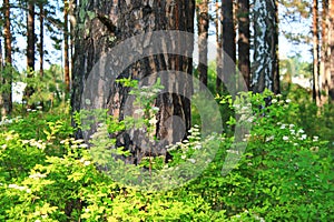 Trees and plants in the summer forest