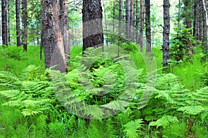 Trees and plants in the summer forest