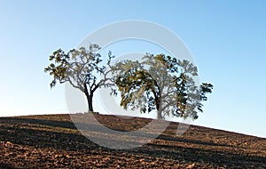 Trees in plowed field in Paso Robles Wine Country Scenery