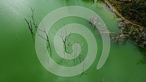 Trees in Polluted Water