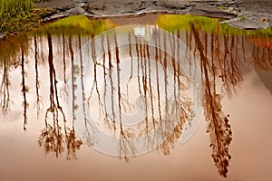 Trees pond reflection