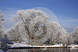 Trees with pond in winter, Lower Saxony, Germany