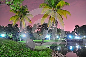 Trees by the pond at Woodlands Town Garden