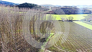 Trees in a poplar grove and farmland in winter. Navarre, Spain.