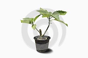 Trees in pot plants isolated on white background