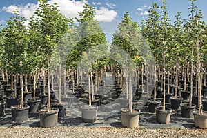 Trees in pot for sale distribution Oregon state