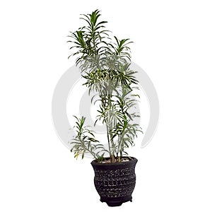 Trees in pot on white background