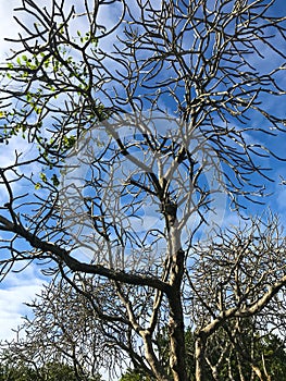 trees with practically leafless crowns