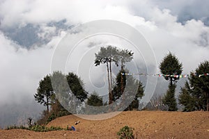 Trees with prayer flags, Everest trek, Himalaya, Nepal