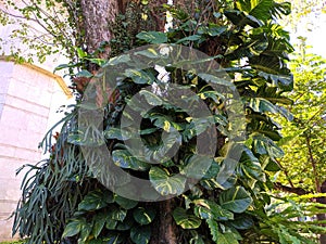 Trees propagate in a banyan tree