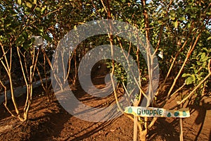 Trees of Psidium guajava L. or Apple Guava and popularly known as Bayabas in the Philippine photo