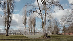 Trees In Public City Park Tempelhofer Feld In Berlin, Germany