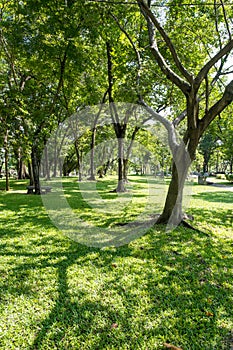 Trees in public park