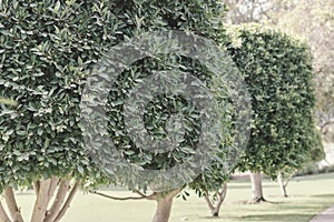 Trees in a public park. Round shaped trees