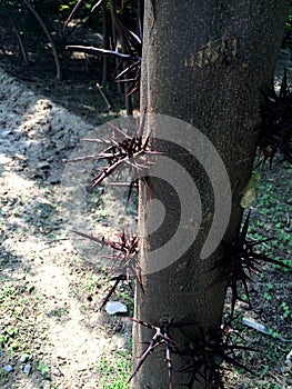 Trees with thorns on their trunks