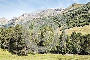 Trees in pyrennes