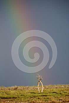 Trees and a Rainbow