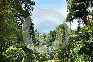 Trees, rainforest and sky on landscape with sunshine, growth and sustainability in summer with rocks. Mountains, leaves