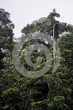 Trees in the rainforest of the Upper Amazon, Ecuador