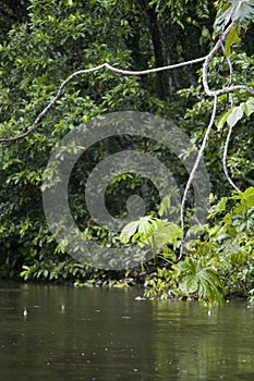 Trees in the rainforest of the Upper Amazon, Ecuador