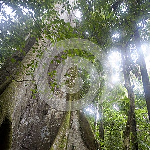 Trees in the rainforest of the Upper Amazon near the Pastasa River, Ecuador