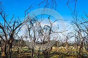 Trees at Ranthambore