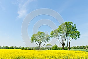 Trees at a rapeseed field